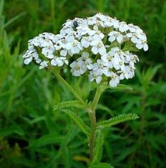 Yarrow with arthros
